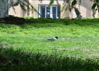 优秀员工作品——新闻专业司玲莉《动物》