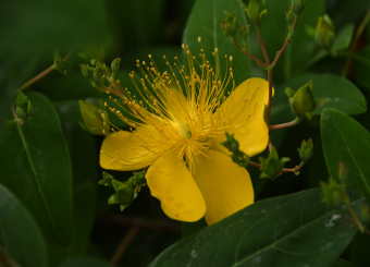 优秀员工作品——新闻专业朱双雨《小黄花》