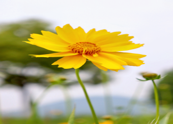 优秀员工作品——新闻专业董玉洁《春天》