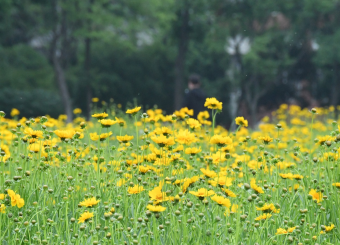 优秀员工作品——新闻专业刘轩轩《翩翩起舞的小黄花》