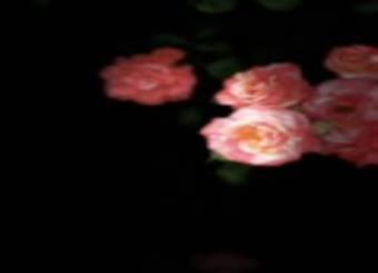 优秀员工作品——新闻专业鲁雯静《“野”花》