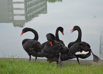 优秀员工作品——李雯欣《陪伴》