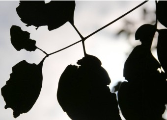 优秀员工作品——孙秀近《剪影》