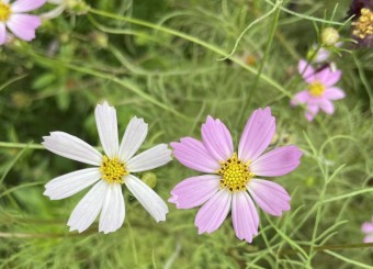 优秀员工作品——陶佳丽《波斯菊》《林中雀》