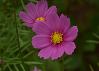优秀员工作品——王娟《一口春味》