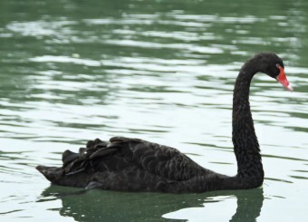 优秀员工作品——薛松云《黑羽浮绿水》