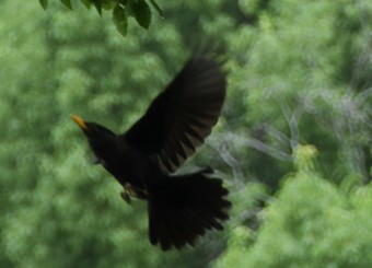 优秀员工作品——徐蕴怡《初夏的生命》