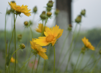 优秀员工作品——刘新月《故事的小黄花》《叶片上的水珠》