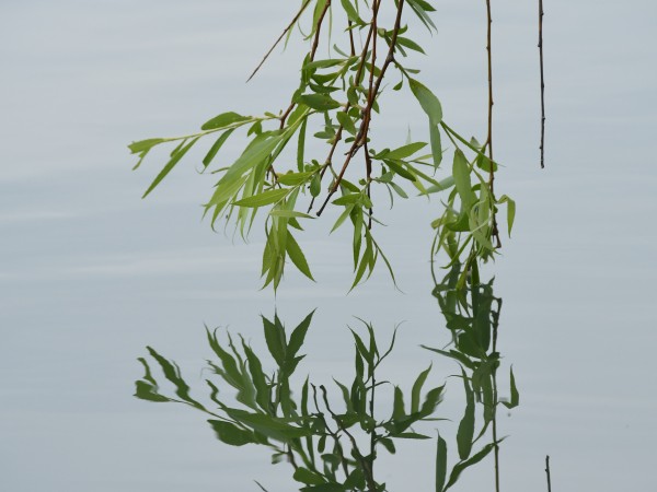 优秀员工作品——庞震宇《湖镜映琼枝》