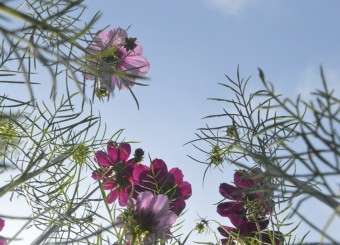 优秀员工作品——马可欣《肆意生长的初夏之花》