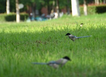 优秀员工作品——陈若彤《觅食》