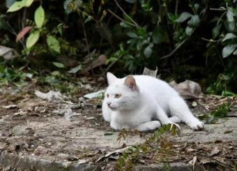 优秀员工作品——葛相君《镜头下的喵星人》