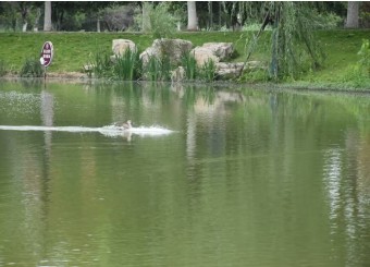 优秀员工作品——胡珂《鸭艇》《起飞》